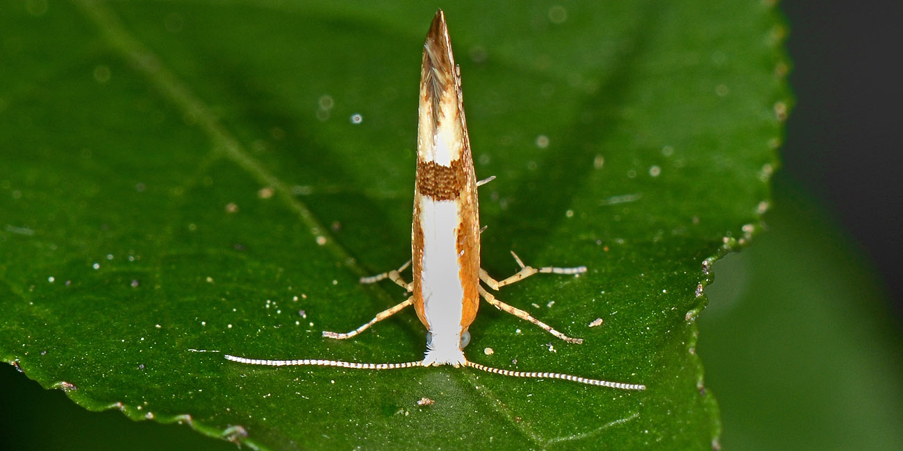 Argyresthia pruniella? S